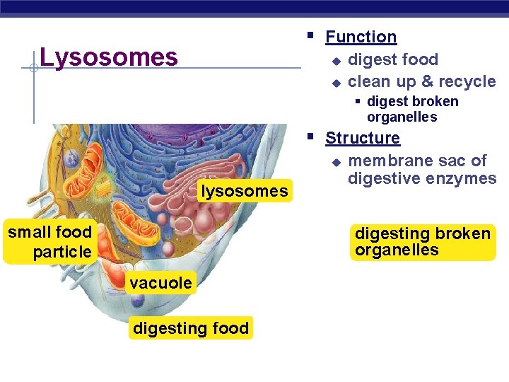 § Function Lysosomes u u digest food clean up & recycle § digest broken § Function Lysosomes u u digest food clean up & recycle § digest broken