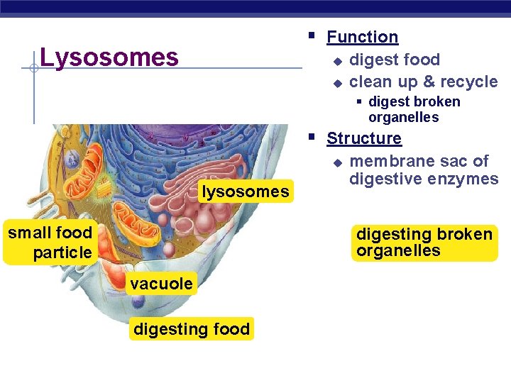 § Function Lysosomes u u digest food clean up & recycle § digest broken