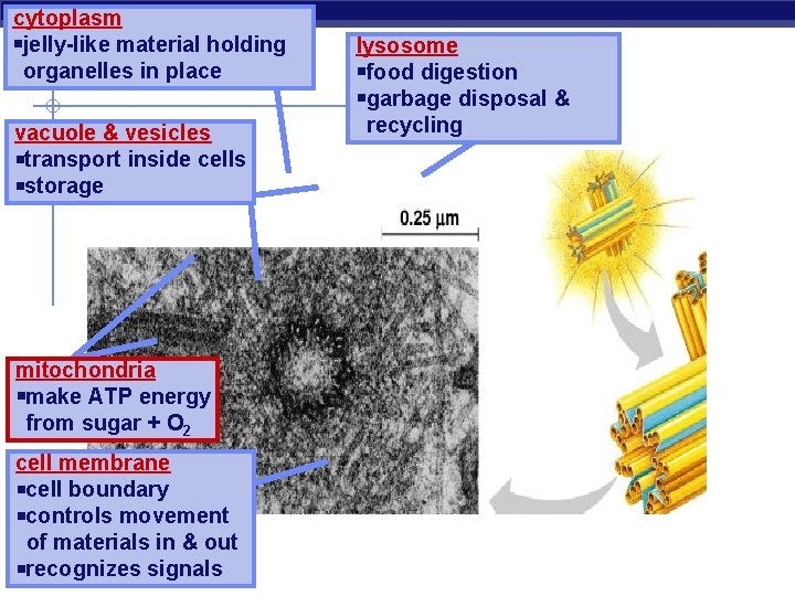 cytoplasm jelly-like material holding organelles in place vacuole & vesicles transport inside cells storage