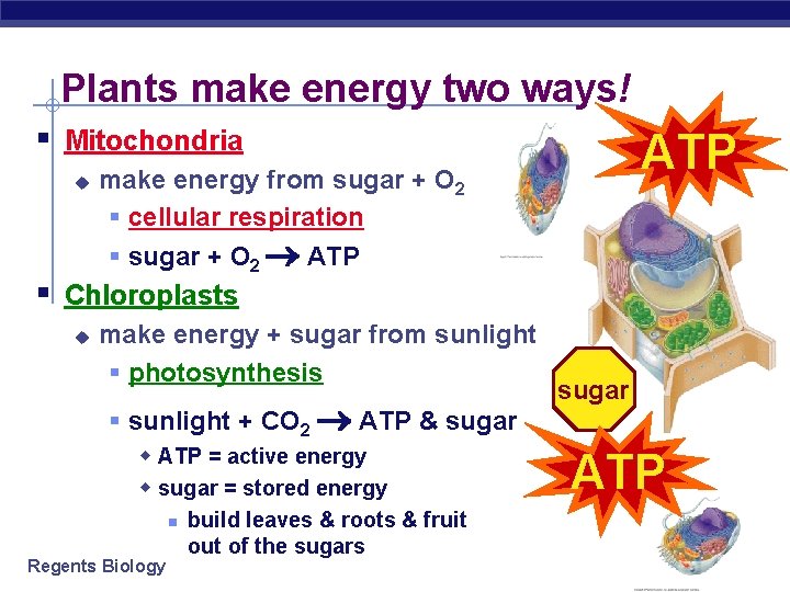 Plants make energy two ways! § Mitochondria u ATP make energy from sugar +