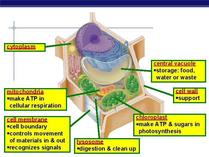 cytoplasm central vacuole storage: food, water or waste cell wall support mitochondria make ATP
