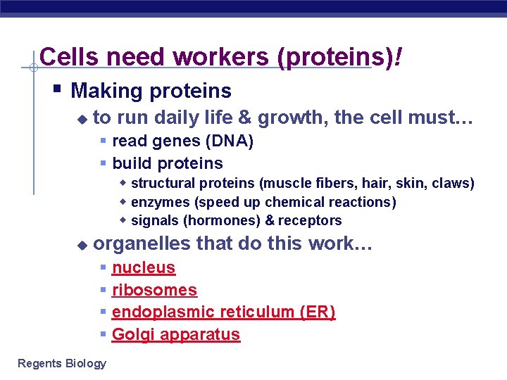 Cells need workers (proteins)! § Making proteins u to run daily life & growth,