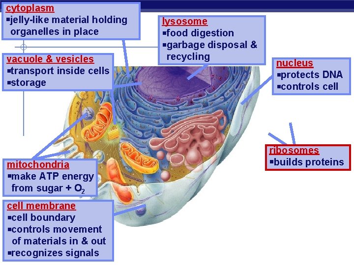 cytoplasm jelly-like material holding organelles in place vacuole & vesicles transport inside cells storage