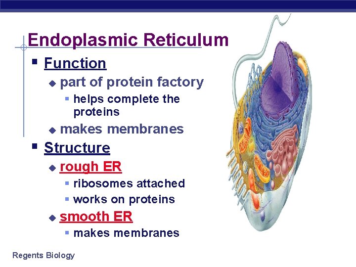 Endoplasmic Reticulum § Function u part of protein factory § helps complete the proteins Endoplasmic Reticulum § Function u part of protein factory § helps complete the proteins