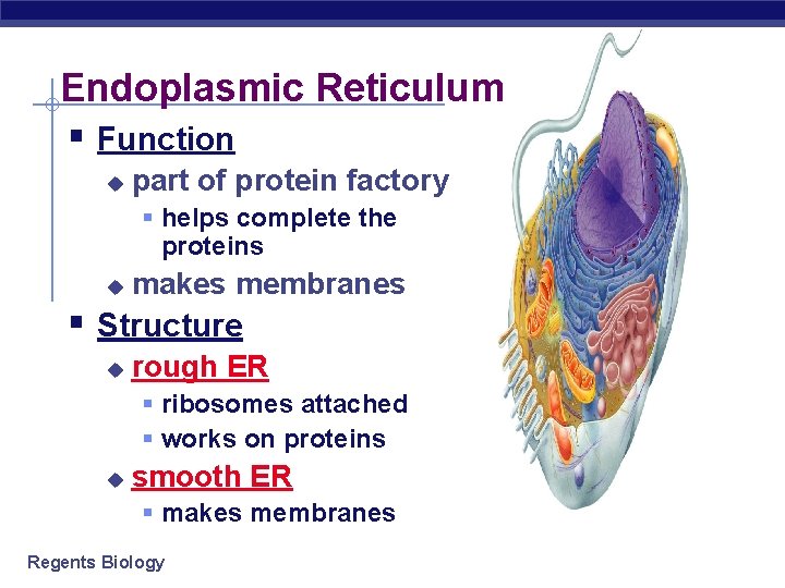 Endoplasmic Reticulum § Function u part of protein factory § helps complete the proteins