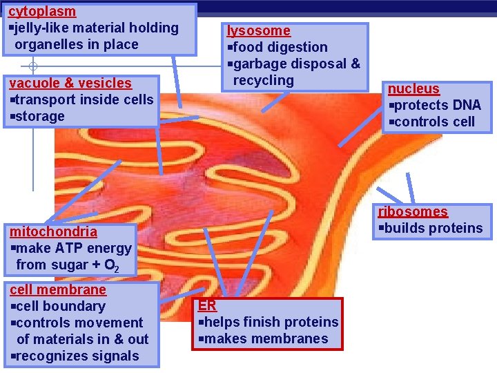 cytoplasm jelly-like material holding organelles in place vacuole & vesicles transport inside cells storage