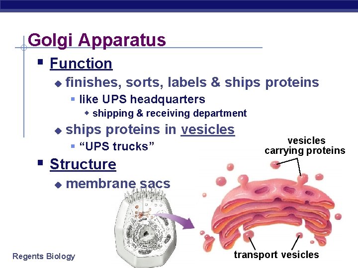 Golgi Apparatus § Function u finishes, sorts, labels & ships proteins § like UPS Golgi Apparatus § Function u finishes, sorts, labels & ships proteins § like UPS