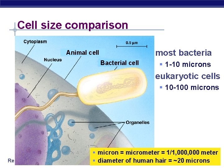 Cell size comparison most bacteria Animal cell Bacterial cell § 1 -10 microns eukaryotic