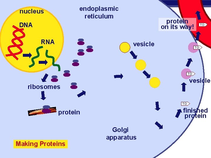 endoplasmic reticulum nucleus protein on its way! DNA RNA vesicle TO: vesicle ribosomes TO: endoplasmic reticulum nucleus protein on its way! DNA RNA vesicle TO: vesicle ribosomes TO: