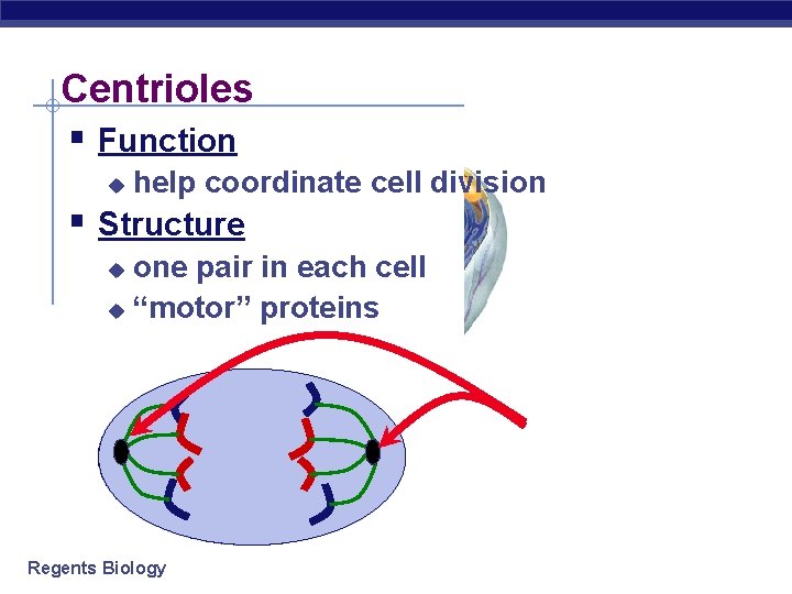 Centrioles § Function u help coordinate cell division § Structure one pair in each