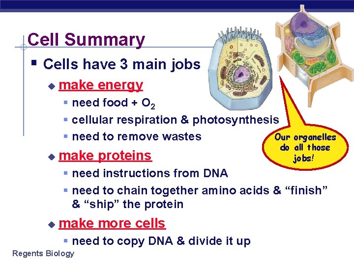 Cell Summary § Cells have 3 main jobs u make energy § need food Cell Summary § Cells have 3 main jobs u make energy § need food