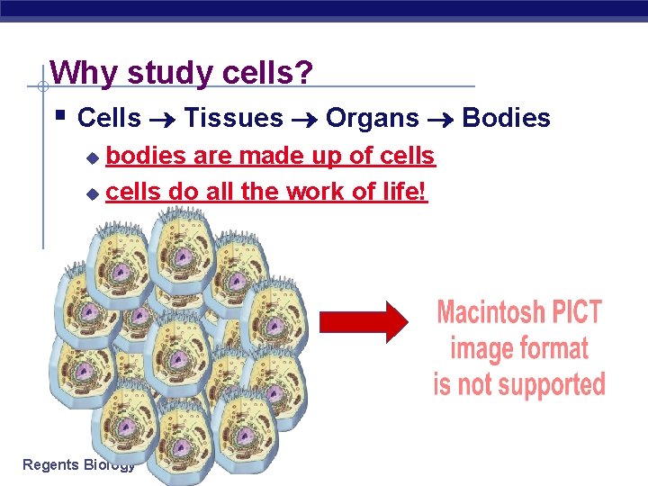 Why study cells? § Cells Tissues Organs Bodies bodies are made up of cells