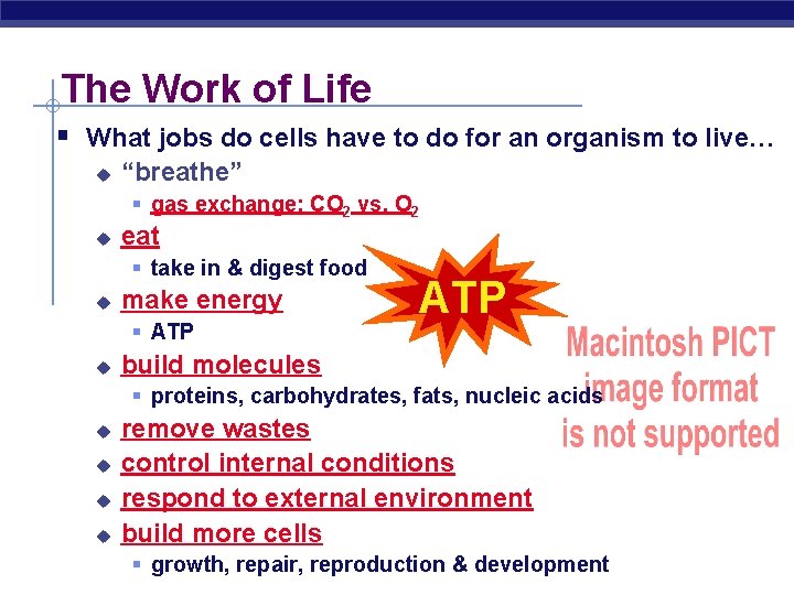 The Work of Life § What jobs do cells have to do for an The Work of Life § What jobs do cells have to do for an