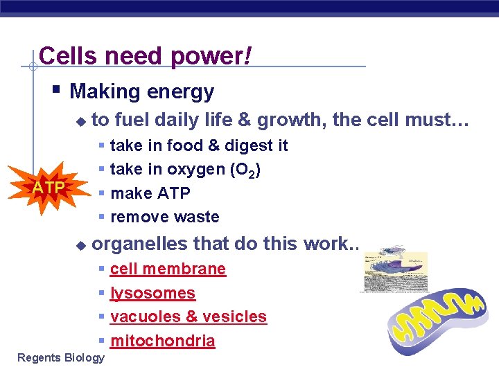 Cells need power! § Making energy u to fuel daily life & growth, the