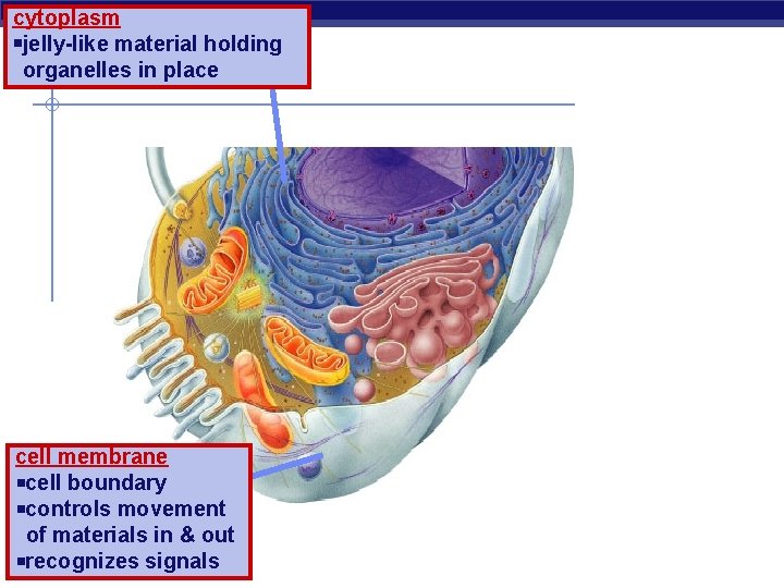 cytoplasm jelly-like material holding organelles in place cell membrane cell boundary controls movement of