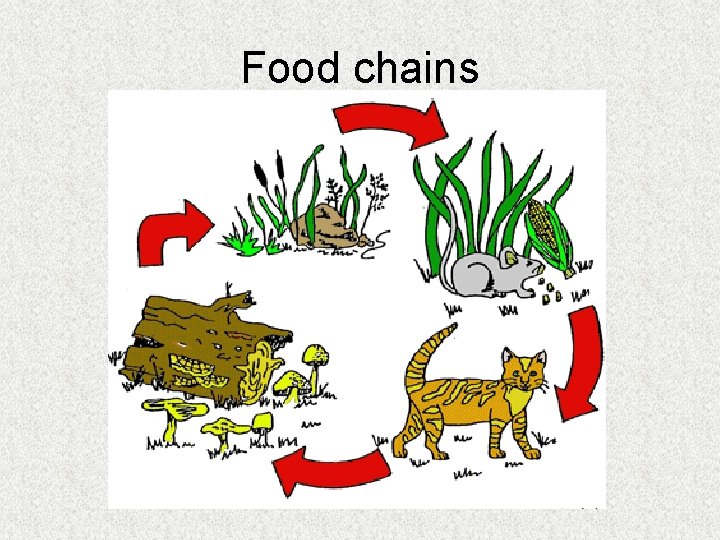 Food chains 