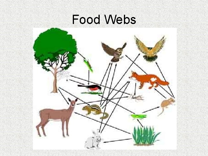 Food Webs 