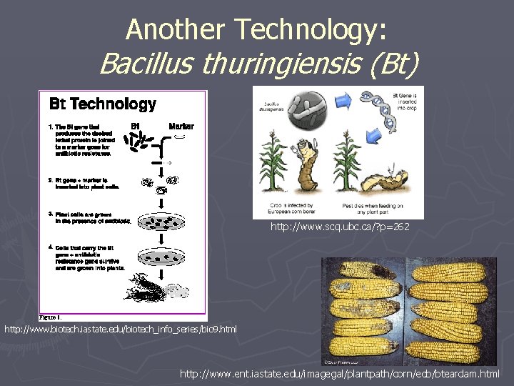 Another Technology: Bacillus thuringiensis (Bt) http: //www. scq. ubc. ca/? p=262 http: //www. biotech.