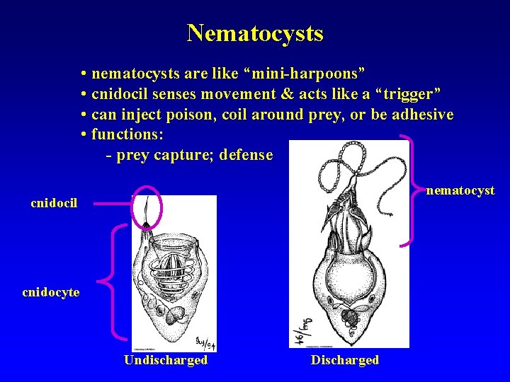 Nematocysts • nematocysts are like “mini-harpoons” • cnidocil senses movement & acts like a