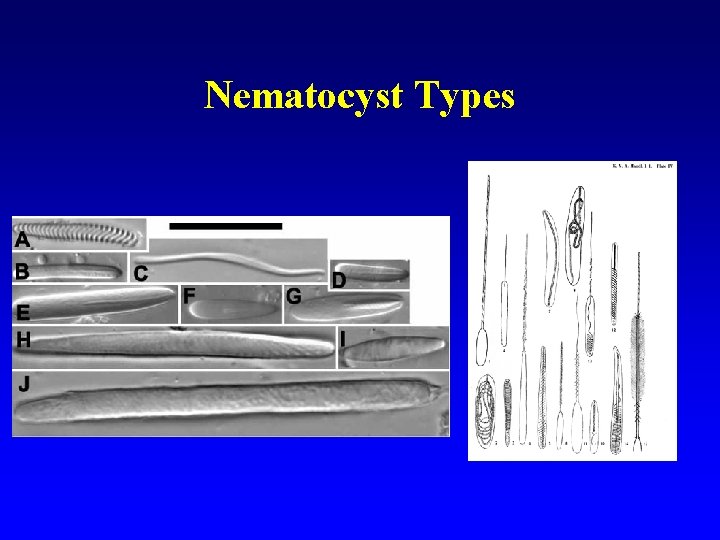 Nematocyst Types 