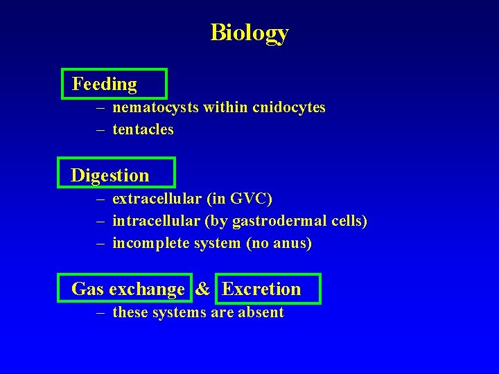 Biology Feeding – nematocysts within cnidocytes – tentacles Digestion – extracellular (in GVC) –