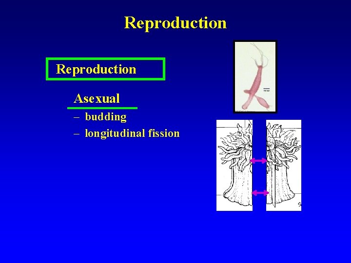Reproduction Asexual – budding – longitudinal fission 