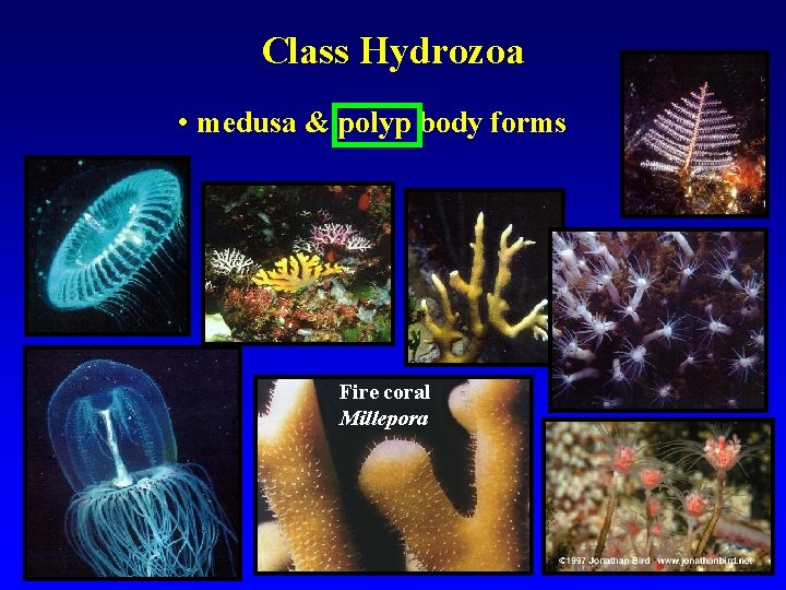 Class Hydrozoa • medusa & polyp body forms Fire coral Millepora 