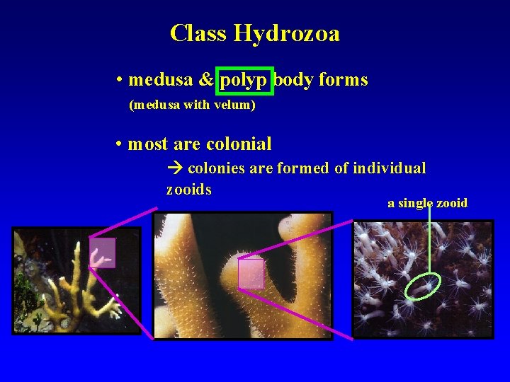 Class Hydrozoa • medusa & polyp body forms (medusa with velum) • most are