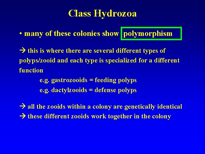 Class Hydrozoa • many of these colonies show polymorphism this is where there are