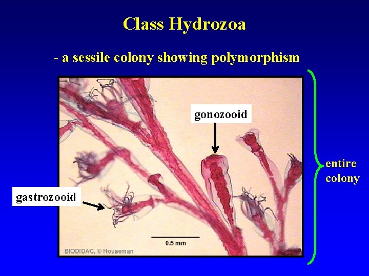 Class Hydrozoa - a sessile colony showing polymorphism gastrozooid gonozooid entire colony 