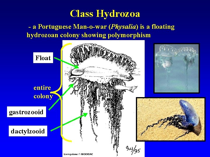 Class Hydrozoa - a Portuguese Man-o-war (Physalia) is a floating hydrozoan colony showing polymorphism