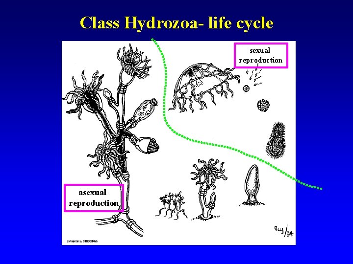 Class Hydrozoa- life cycle sexual reproduction asexual reproduction 