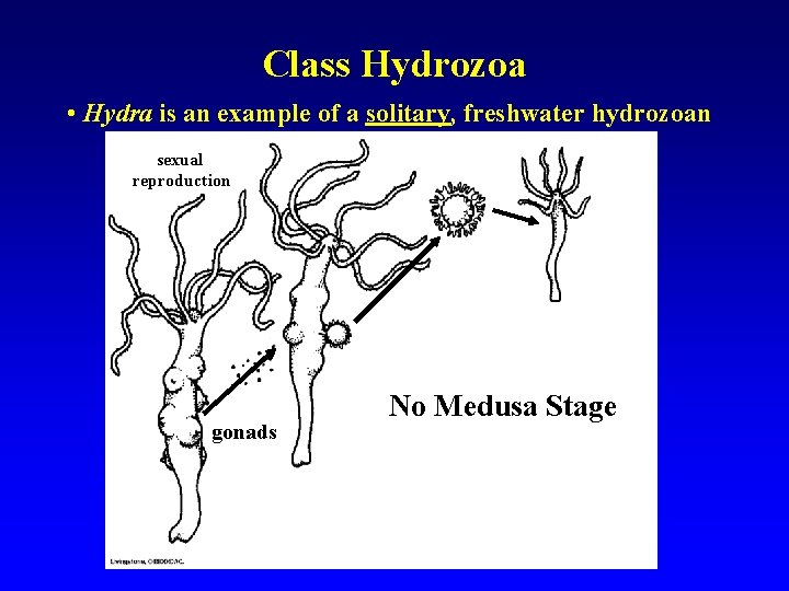 Class Hydrozoa • Hydra is an example of a solitary, freshwater hydrozoan sexual reproduction