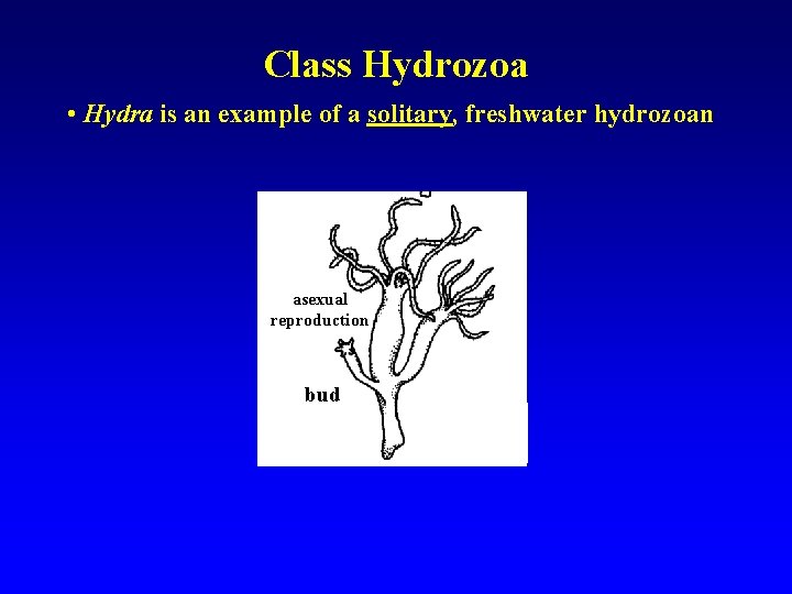 Class Hydrozoa • Hydra is an example of a solitary, freshwater hydrozoan asexual reproduction