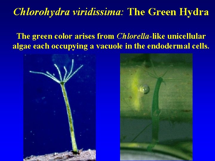 Chlorohydra viridissima: The Green Hydra The green color arises from Chlorella-like unicellular algae each