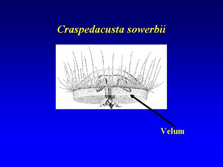 Craspedacusta sowerbii Velum 