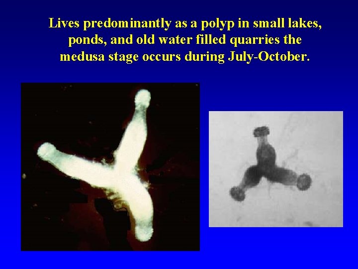 Lives predominantly as a polyp in small lakes, ponds, and old water filled quarries