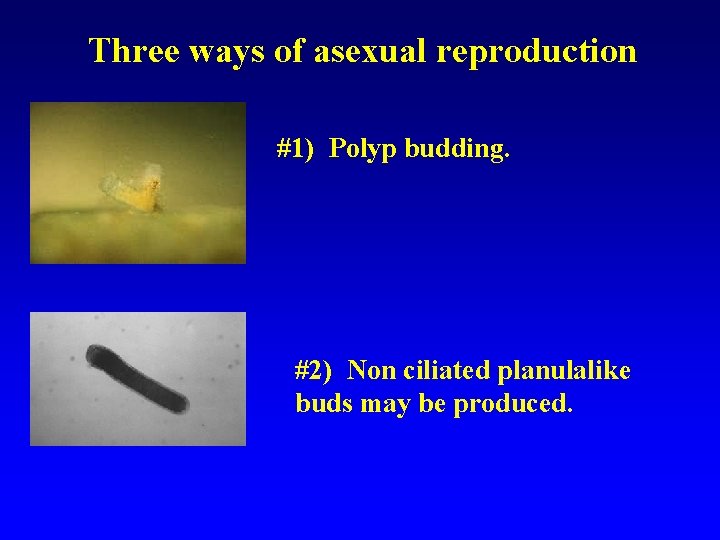 Three ways of asexual reproduction #1) Polyp budding. #2) Non ciliated planulalike buds may