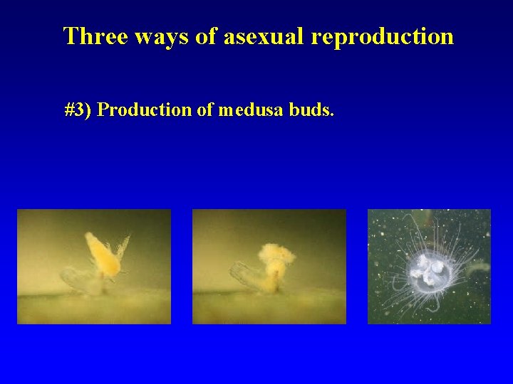Three ways of asexual reproduction #3) Production of medusa buds. 