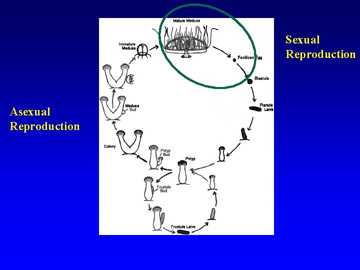 Sexual Reproduction Asexual Reproduction 