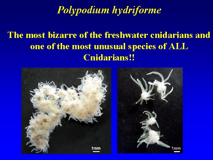 Polypodium hydriforme The most bizarre of the freshwater cnidarians and one of the most