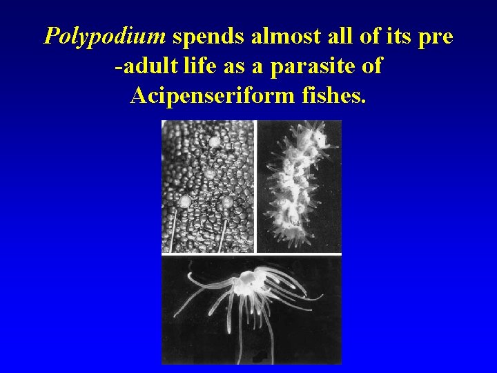 Polypodium spends almost all of its pre -adult life as a parasite of Acipenseriform