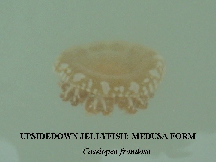 UPSIDEDOWN JELLYFISH: MEDUSA FORM Cassiopea frondosa 