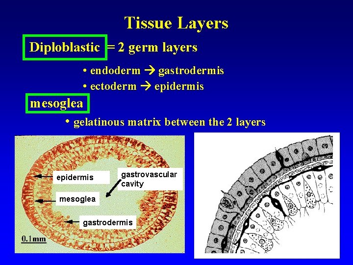 Tissue Layers Diploblastic = 2 germ layers • endoderm gastrodermis • ectoderm epidermis mesoglea