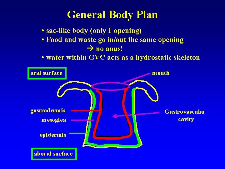 General Body Plan • sac-like body (only 1 opening) • Food and waste go