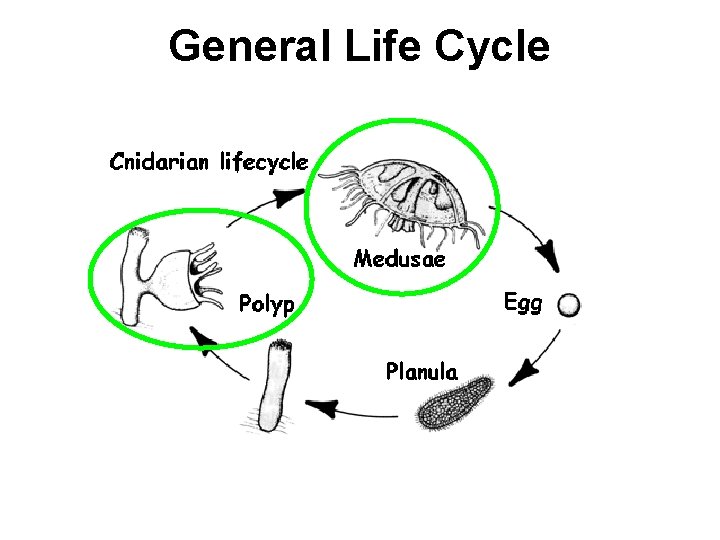 General Life Cycle 