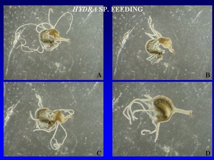 HYDRA SP. FEEDING A B C D 