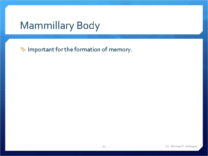 Mammillary Body Important for the formation of memory. 12 Dr. Michael P. Gillespie 