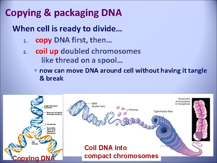 Copying & packaging DNA When cell is ready to divide… 1. 2. copy DNA