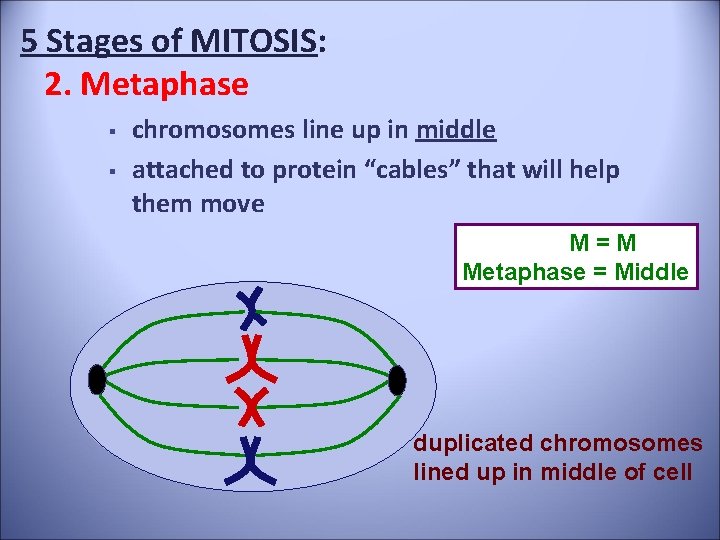 5 Stages of MITOSIS: 2. Metaphase § § chromosomes line up in middle attached